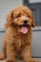 Mini Goldendoodle , a male Miniature Goldendoodle for sale in Rock Island, TN – 3 of 4