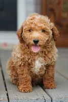 Bogart, a male Miniature Goldendoodle for sale in Rock Island, TN – 3 of 8