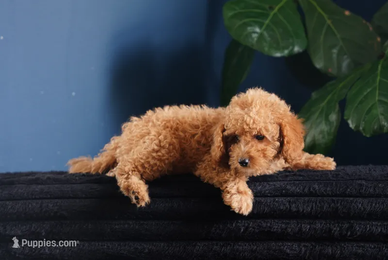 Bogart – Miniature Goldendoodle puppy for sale in Rock Island, TN