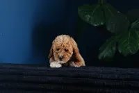 Mercedes , a female Miniature Goldendoodle for sale in Rock Island, TN – 5 of 7