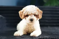 Dock, a male Miniature Goldendoodle for sale in Rock Island, TN – 1 of 2