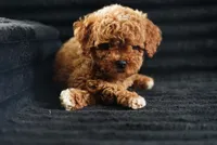 Coast, a male Miniature Goldendoodle for sale in Rock Island, TN – 1 of 2