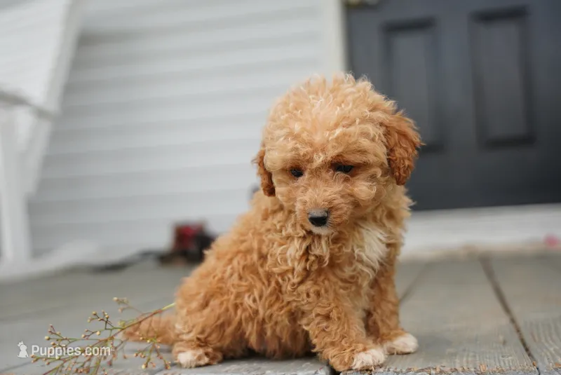 Marilyn - Micro  – Miniature Goldendoodle puppy for sale in Rock Island, TN