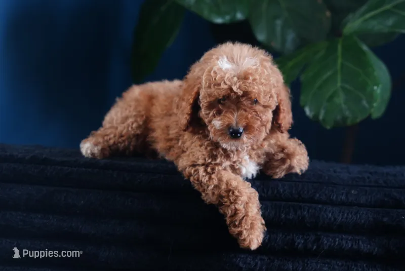 Lucille  – Miniature Goldendoodle puppy for sale in Rock Island, TN