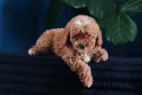 Lucille , a female Miniature Goldendoodle for sale in Rock Island, TN – 1 of 3