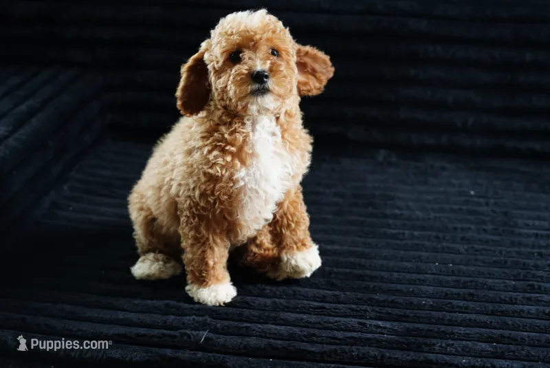 Mercedes  – Miniature Goldendoodle puppy for sale in Rock Island, TN