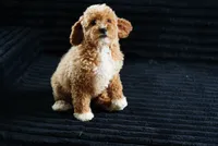 Mercedes , a female Miniature Goldendoodle for sale in Rock Island, TN – 1 of 7