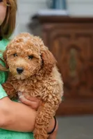 Bogart, a male Miniature Goldendoodle for sale in Rock Island, TN – 5 of 8
