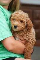 Bogart, a male Miniature Goldendoodle for sale in Rock Island, TN – 2 of 8
