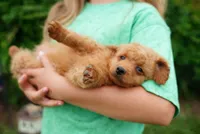 Flat Coat , a female Miniature Goldendoodle for sale in Rock Island, TN – 1 of 3