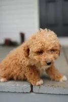 Marilyn - Micro , a female Miniature Goldendoodle for sale in Rock Island, TN – 2 of 5