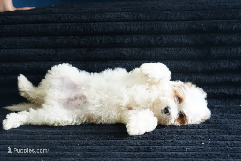 Chevy – Miniature Goldendoodle puppy for sale in Rock Island, TN