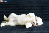 Chevy, a male Miniature Goldendoodle for sale in Rock Island, TN – 1 of 2