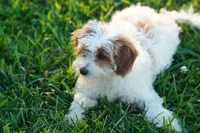 Chevy, a male Miniature Goldendoodle for sale in Rock Island, TN – 4 of 5