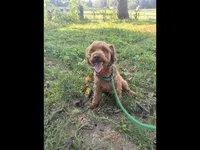 Colt, a male Poodle - Miniature  for sale in Rock Island, TN – 1 of 1