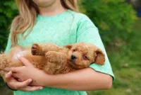 Flat Coat , a female Miniature Goldendoodle for sale in Rock Island, TN – 3 of 3