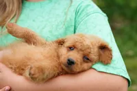 Flat Coat , a female Miniature Goldendoodle for sale in Rock Island, TN – 2 of 3