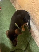 Zeus, a male German Shepherd Dog and Bernese Mountain Dog for sale in Boynton Beach, FL – Photo 2 of 5