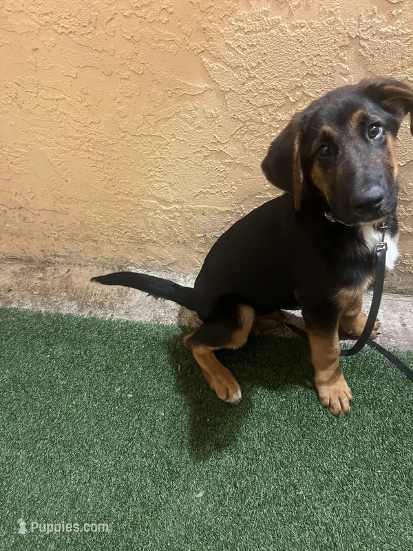 Zeus – German Shepherd Dog, Bernese Mountain Dog puppy for sale in Boynton Beach, FL