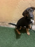 Zeus, a male German Shepherd Dog and Bernese Mountain Dog for sale in Boynton Beach, FL – Photo 1 of 5