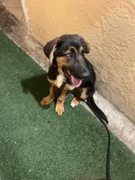 Zeus, a male German Shepherd Dog and Bernese Mountain Dog for sale in Boynton Beach, FL – Photo 5 of 5