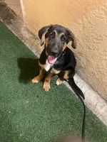 Zeus, a male German Shepherd Dog and Bernese Mountain Dog for sale in Boynton Beach, FL – Photo 4 of 5