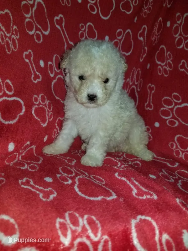 Ayshe – Maltese puppy for sale in New York, NY
