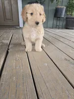 Black, a male Goldendoodle for sale in Nolanville, TX – Photo 1 of 2