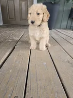 Black, a male Goldendoodle for sale in Nolanville, TX – Photo 2 of 2