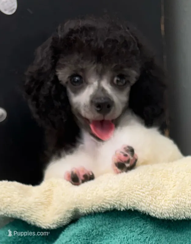 Bell Star – Poodle - Toy  puppy for sale in Kingsland, TX