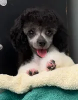 Bell Star, a female Poodle - Toy  for sale in Kingsland, TX – 1 of 8