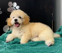 Whiskey , a male Poodle - Toy  for sale in Kingsland, TX – 2 of 5