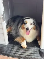 Leotah, a female Toy Australian Shepherd for sale in Kingsland, TX – 3 of 4