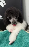 Bell Star, a female Poodle - Toy  for sale in Kingsland, TX – 4 of 8