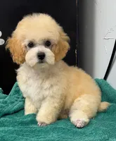 Whiskey , a male Poodle - Toy  for sale in Kingsland, TX – 3 of 5