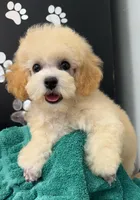 Whiskey , a male Poodle - Toy  for sale in Kingsland, TX – 5 of 5