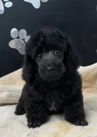 Cole, a male Poodle - Toy  for sale in Kingsland, TX – 2 of 4