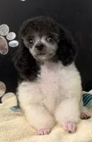 Bell Star, a female Poodle - Toy  for sale in Kingsland, TX – 2 of 8
