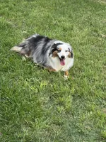 Leotah, a female Toy Australian Shepherd for sale in Kingsland, TX – 4 of 4