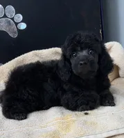 Cole, a male Poodle - Toy  for sale in Kingsland, TX – 4 of 4