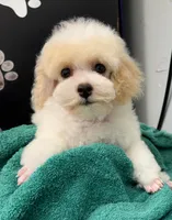 Little Joe, a male Poodle - Toy  for sale in Kingsland, TX – 2 of 9