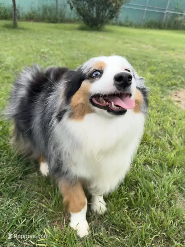 Leotah – Toy Australian Shepherd puppy for sale in Kingsland, TX