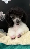 Bell Star, a female Poodle - Toy  for sale in Kingsland, TX – 5 of 8