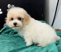 Little Joe, a male Poodle - Toy  for sale in Kingsland, TX – 6 of 9
