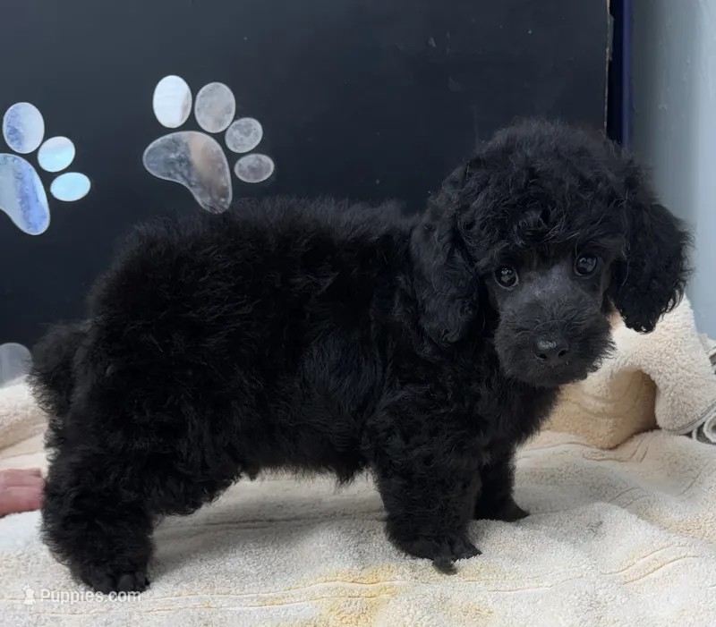 Cole – Poodle - Toy  puppy for sale in Kingsland, TX