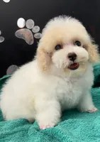 Little Joe, a male Poodle - Toy  for sale in Kingsland, TX – 3 of 9