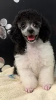 Bell Star, a female Poodle - Toy  for sale in Kingsland, TX – 3 of 8