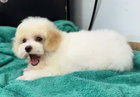 Little Joe, a male Poodle - Toy  for sale in Kingsland, TX – 5 of 9