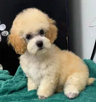 Whiskey , a male Poodle - Toy  for sale in Kingsland, TX – 4 of 5