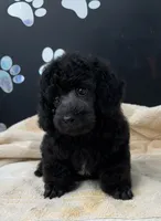 Cole, a male Poodle - Toy  for sale in Kingsland, TX – 3 of 4